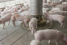 猪肉价格连续上涨，养猪是机会吗