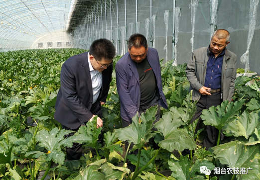 农技人员到莱阳福祖基地指导调研蔬菜生产