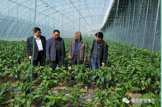 农技人员到莱阳福祖基地指导调研蔬菜生产2