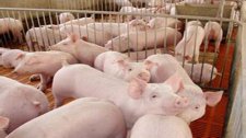 农业部：全年猪肉价格大幅上涨可能性不大