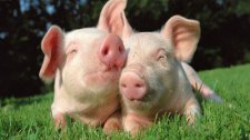 2017年生猪供求形势或仍维持紧张状态